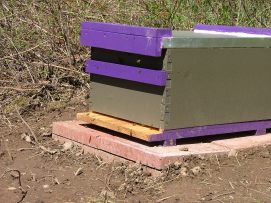 Purple Hive (2)